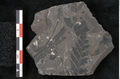 Foto (Detailansicht) von Pecopteris sp.  (NHMW-GEO-2024-0188-10927)